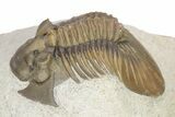 Hollardops Trilobite With Scabriscutellum - Multi-Toned Shell #251434-5